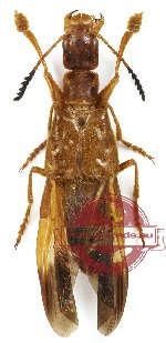 Staphylinidae sp. 2