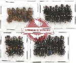 Scientific lot no. 522 Coprophaga (36 pcs)