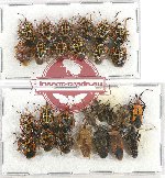 Scientific lot no. 823 Heteroptera (27 pcs)
