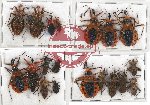 Scientific lot no. 769 Heteroptera (19 pcs)