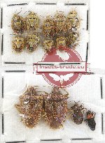Scientific lot no. 782 Heteroptera (14 pcs)