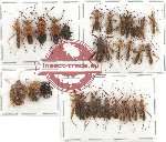 Scientific lot no. 817 Heteroptera (30 pcs A2)