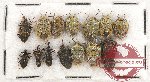 Scientific lot no. 794 Heteroptera (14 pcs)