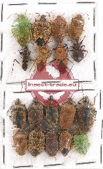 Scientific lot no. 786 Heteroptera (18 pcs)