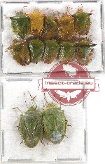 Scientific lot no. 829 Heteroptera (12 pcs)