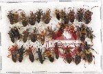 Scientific lot no. 825 Heteroptera (30 pcs A2)