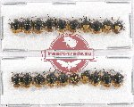 Scientific lot no. 819 Heteroptera (20 pcs)