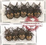 Scientific lot no. 828 Heteroptera (9 pcs)