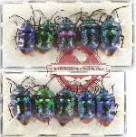 Scientific lot no. 811 Heteroptera (10 pcs)