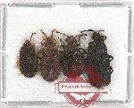 Scientific lot no. 759 Heteroptera (4 pcs)