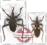 Scientific lot no. 834 Heteroptera (2 pcs)