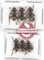 Scientific lot no. 231 Cerambycidae (6 pcs A-, A2)