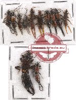 Scientific lot no. 91 Dermaptera (12 pcs)