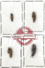 Scientific lot no. 53 Mordellidae (4 pcs)