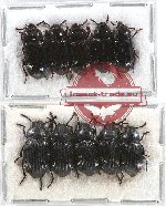 Scientific lot no. 251 Tenebrionidae (10 pcs)