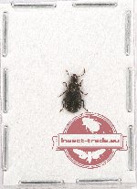 Scientific lot no. 428 Carabidae (1 pc)