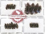 Helotidae Scientific lot no. 21 (25 pcs)