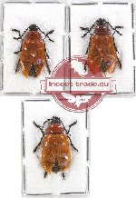 Dascilidae Scientific lot no. 4 (3 pcs)