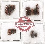 Scientific lot no. 99 Scolytidae (15 pcs)