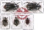 Scientific lot no. 99 Melolonthinae (5 pcs - 1 pc A2)