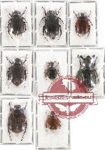 Scientific lot no. 103 Melolonthinae (8 pcs)