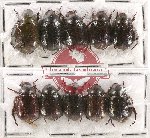 Scientific lot no. 220 Rutelinae (10 pcs)