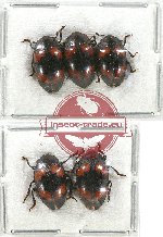 Scientific lot no. 110 Erotylidae (5 pcs A-, A2)