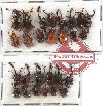 Scientific lot no. 53 Attelabidae (23 pcs)