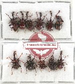 Scientific lot no. 59 Attelabidae (11 pcs)