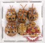 Scientific lot no. 342 Chrysomelidae (6 pcs)