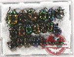 Scientific lot no. 366 Chrysomelidae (20 pcs)