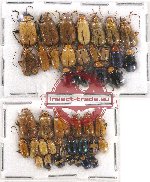 Scientific lot no. 316 Chrysomelidae (42 pcs)