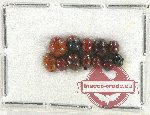 Scientific lot no. 320 Chrysomelidae (12 pcs)