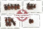 Scientific lot no. 327 Chrysomelidae (16 pcs)