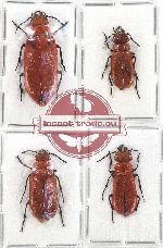 Scientific lot no. 46 Meloidae (4 pcs A2)