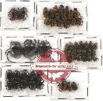 Scientific lot no. 534 Coprophaga (53 pcs)