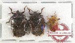 Scientific lot no. 795 Heteroptera (3 pcs)