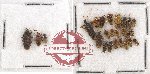 Scientific lot no. 778 Heteroptera (26 pcs)