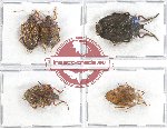 Scientific lot no. 843 Heteroptera (5 pcs A, A-, A2)