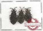 Scientific lot no. 757 Heteroptera (3 pcs)