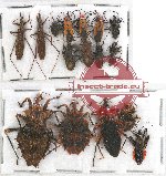 Scientific lot no. 770 Heteroptera (16 pcs)