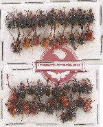 Scientific lot no. 61 Attelabidae (41 pcs)