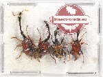 Scientific lot no. 51 Attelabidae (4 pcs)