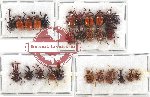 Scientific lot no. 55 Attelabidae (27 pcs)