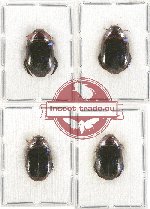 Scientific lot no. 57 Dytiscidae (4 pcs)