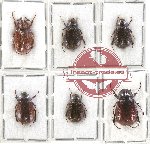 Scientific lot no. 105 Melolonthinae (6 pcs)