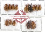 Scientific lot no. 103A Melolonthinae (14 pcs A, A-, A2)