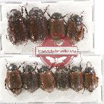 Scientific lot no. 98 Melolonthinae (10 pcs A, A-, A2)