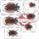 Scientific lot no. 100 Melolonthinae (6 pcs)