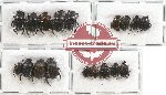 Scientific lot no. 562 Coprophaga (18 pcs)